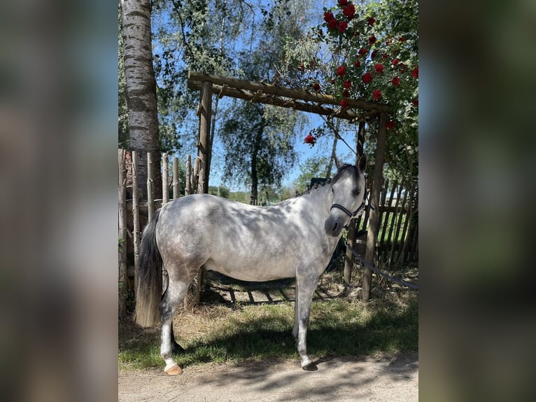 Welsh-B Wallach 6 Jahre 132 cm Schimmel in Hüfingen