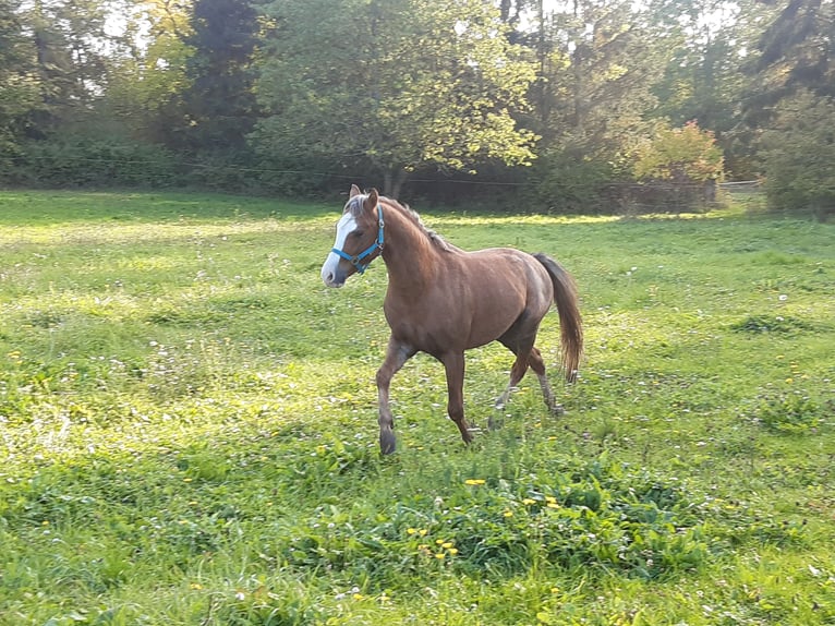 Welsh-B Wallach 6 Jahre 133 cm Fuchs in Sulzfeld