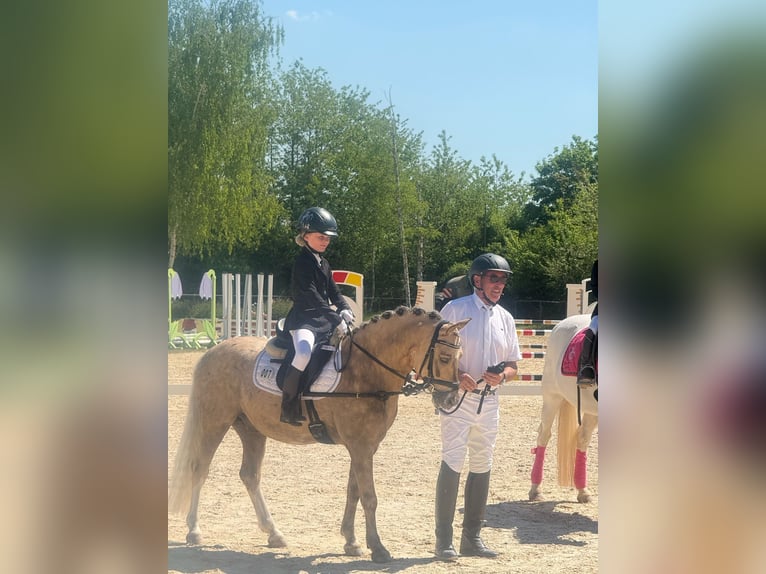 Welsh-B Wallach 6 Jahre 133 cm Palomino in Igel