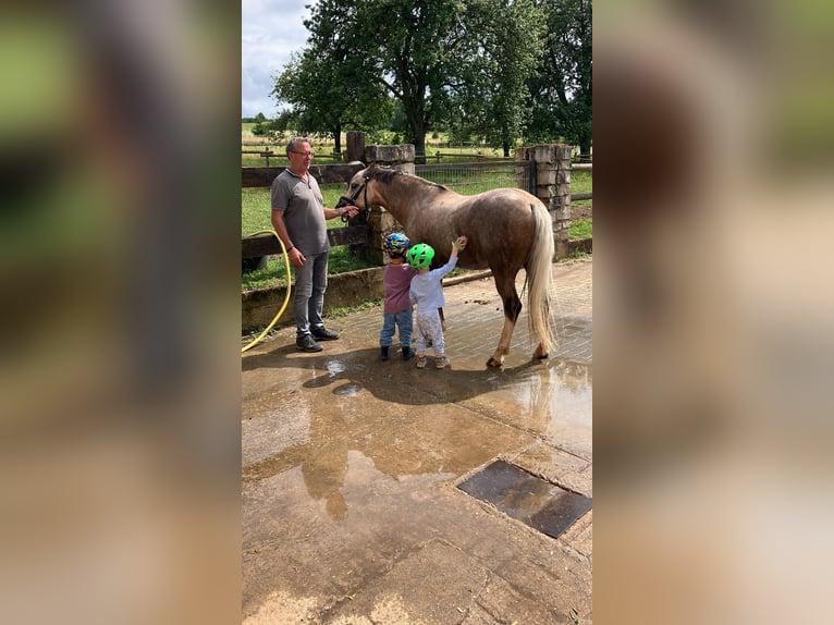 Welsh-B Wallach 6 Jahre 133 cm Palomino in Igel