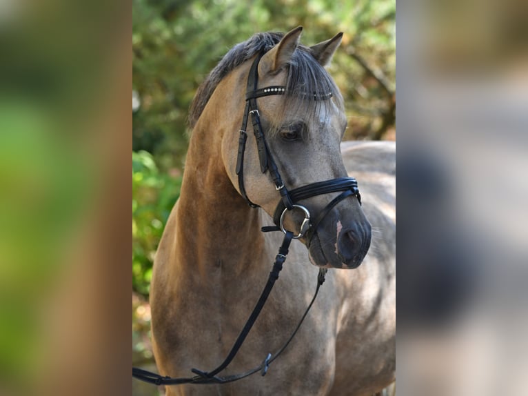 Welsh-B Wallach 6 Jahre 133 cm Palomino in Igel