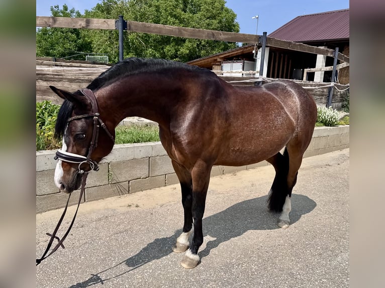 Welsh-B Wallach 6 Jahre 134 cm Rotbrauner in Nitra