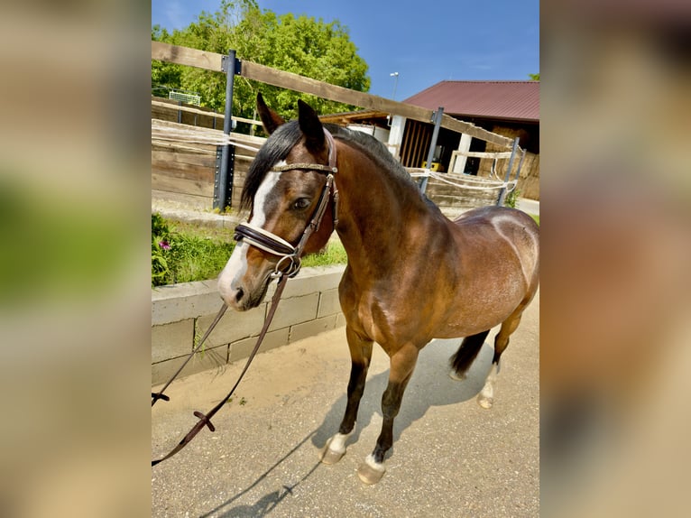 Welsh-B Wallach 6 Jahre 134 cm Rotbrauner in Nitra