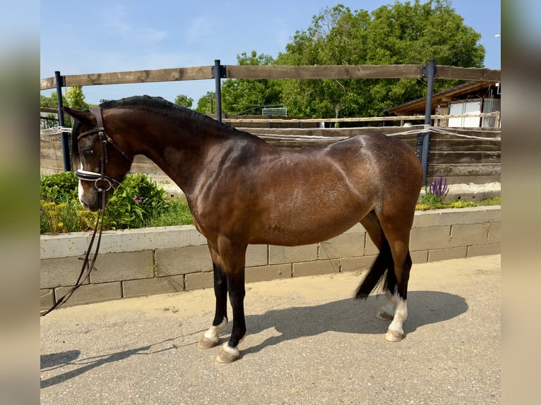Welsh-B Wallach 6 Jahre 134 cm Rotbrauner in Nitra