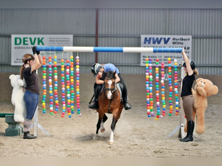 Welsh-B Wallach 6 Jahre 135 cm Brauner in Wildeshausen