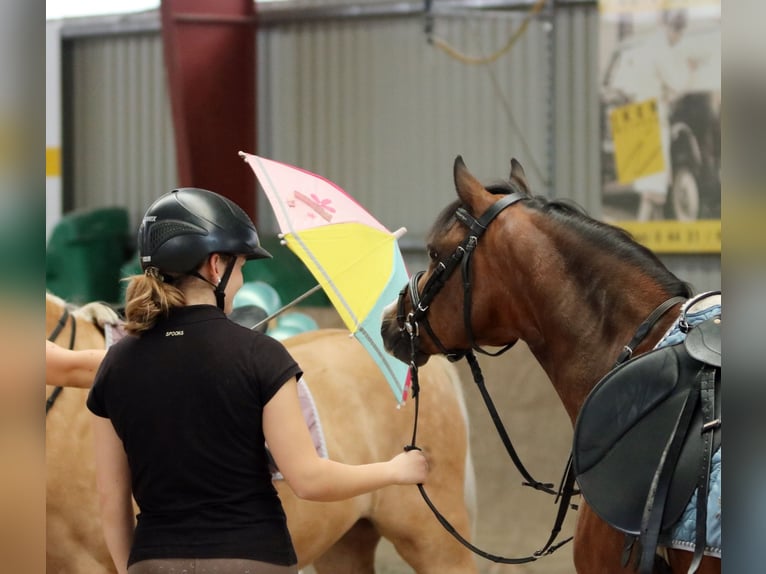Welsh-B Wallach 6 Jahre 135 cm Brauner in Wildeshausen