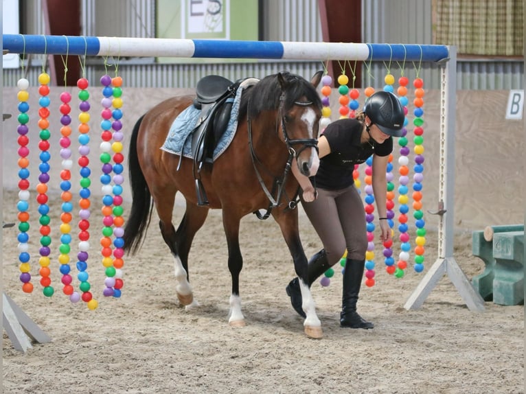 Welsh-B Wallach 6 Jahre 135 cm Brauner in Wildeshausen