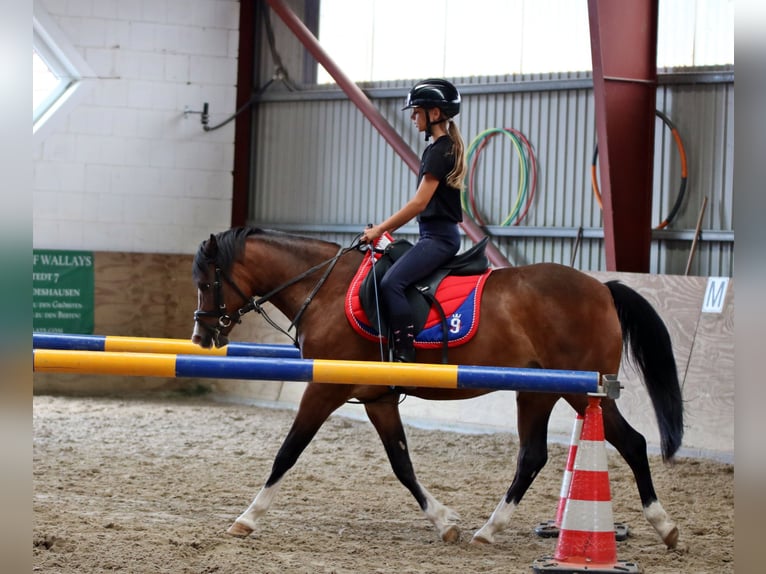 Welsh-B Wallach 6 Jahre 135 cm Brauner in Wildeshausen