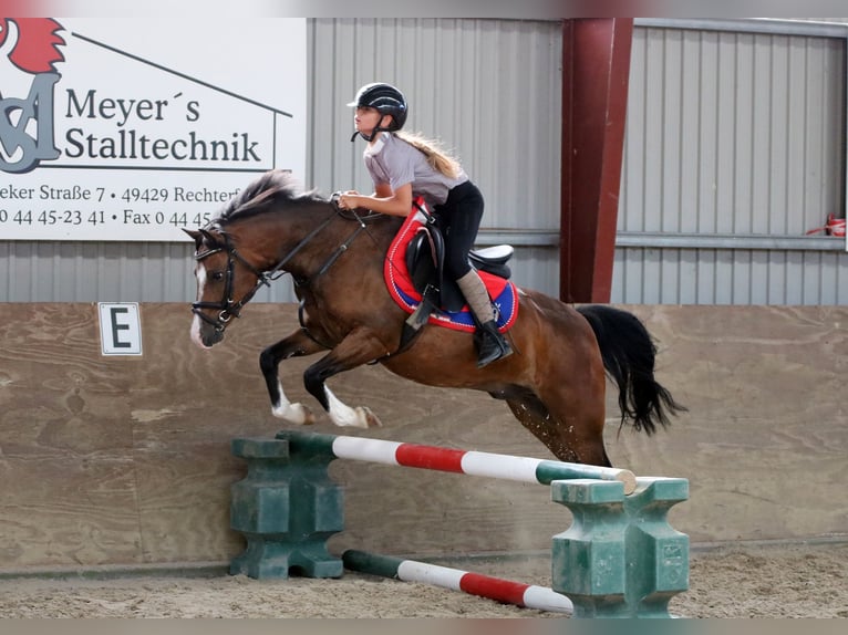Welsh-B Wallach 6 Jahre 135 cm Brauner in Wildeshausen