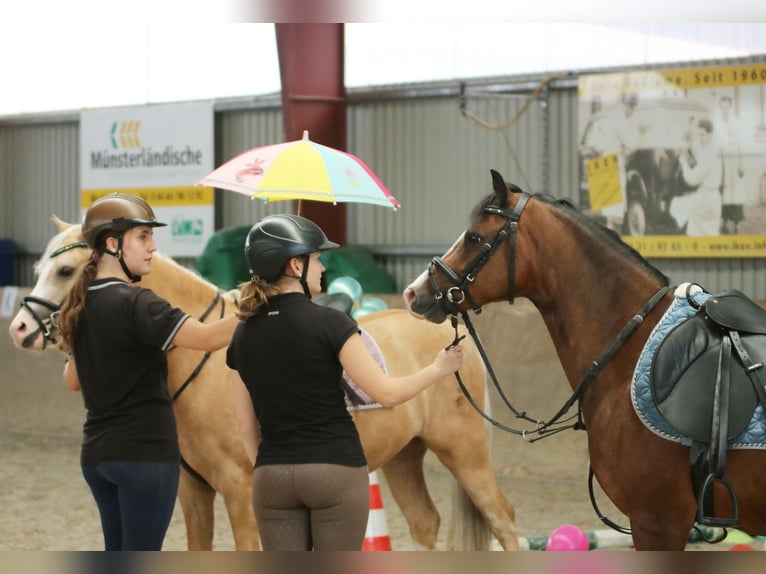 Welsh-B Wallach 6 Jahre 135 cm Brauner in Wildeshausen