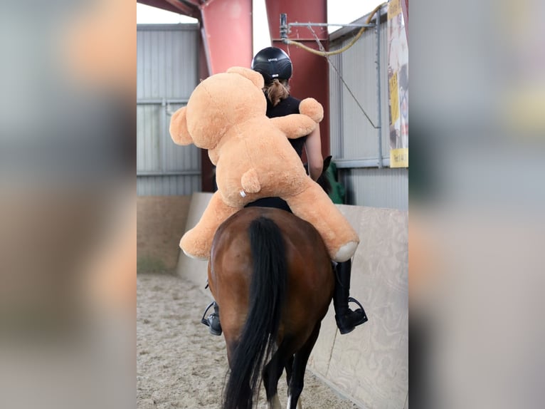 Welsh-B Wallach 6 Jahre 135 cm Brauner in Wildeshausen