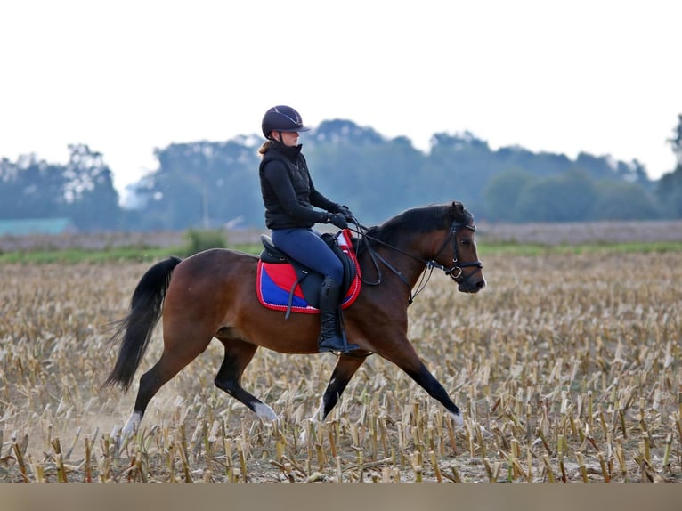 Welsh-B Wallach 6 Jahre 135 cm Brauner in Wildeshausen