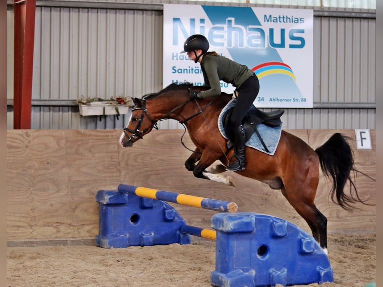 Welsh-B Wallach 6 Jahre 135 cm Brauner in Wildeshausen
