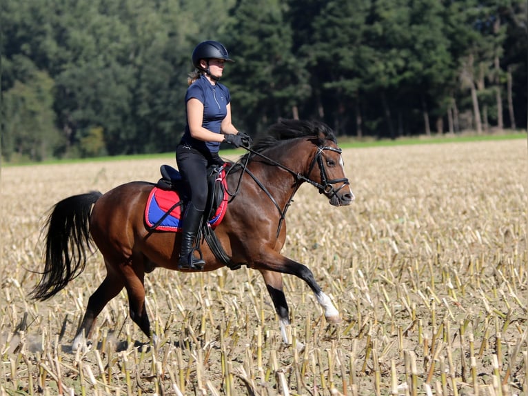 Welsh-B Wallach 6 Jahre 135 cm Brauner in Wildeshausen
