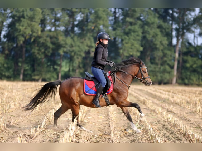 Welsh-B Wallach 6 Jahre 135 cm Brauner in Wildeshausen