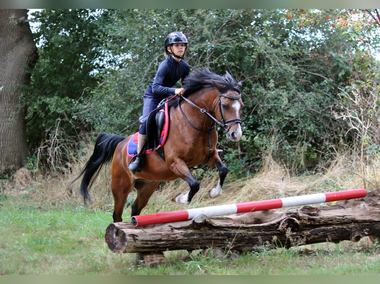 Welsh-B Wallach 6 Jahre 135 cm Brauner in Wildeshausen