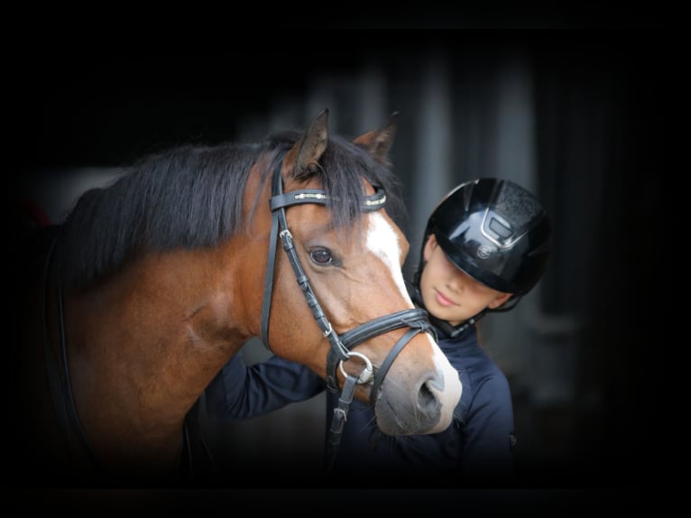 Welsh-B Wallach 6 Jahre 135 cm Brauner in Wildeshausen