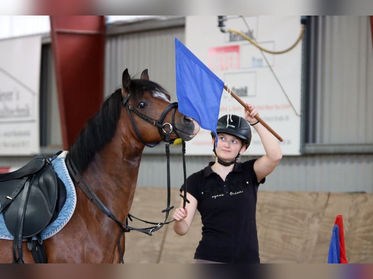 Welsh-B Wallach 6 Jahre 135 cm Brauner in Wildeshausen
