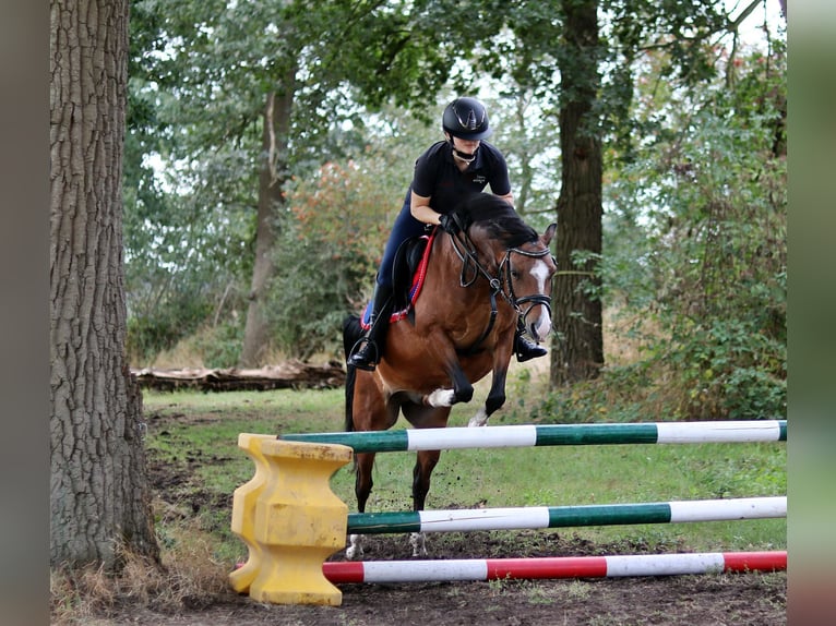 Welsh-B Wallach 6 Jahre 135 cm Brauner in Wildeshausen