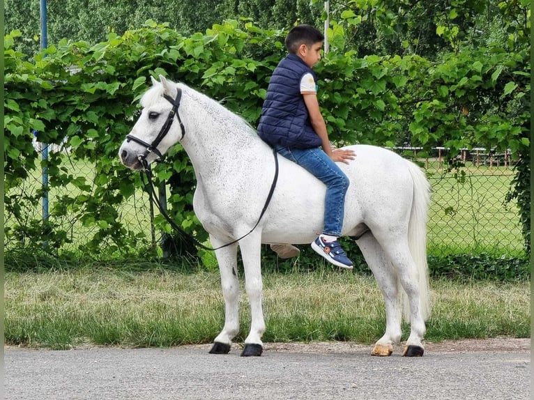 Welsh-B Wallach 6 Jahre 135 cm Schimmel in Határ utca 25