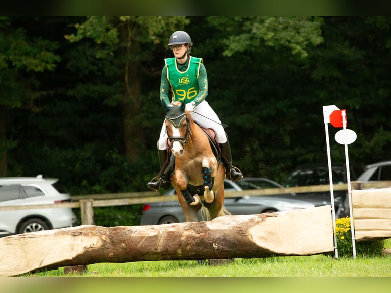 Welsh-B Wallach 6 Jahre 136 cm Fuchs in Meerbusch