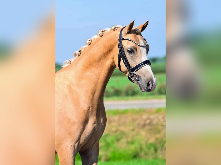 Welsh-B Wallach 6 Jahre 136 cm Palomino in Szabadsz&#xE1;ll&#xE1;s