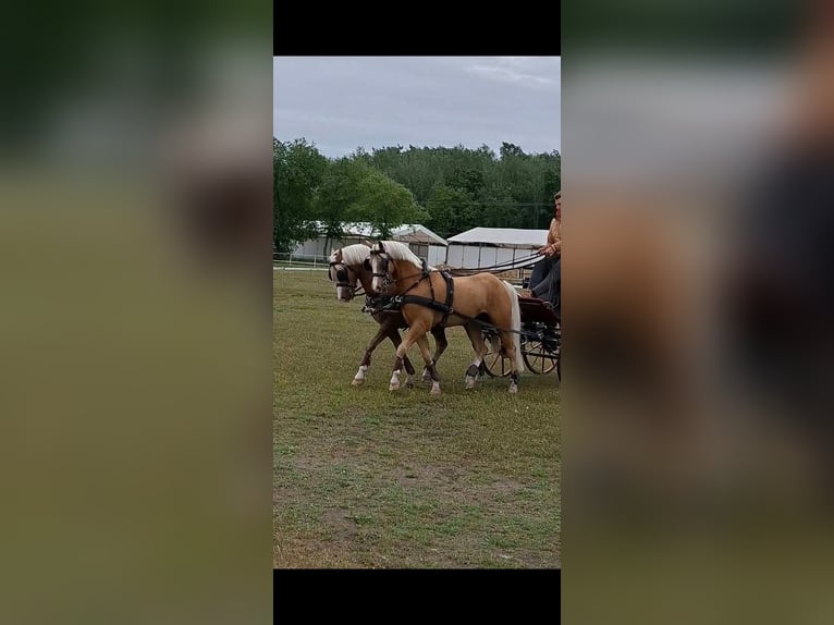 Welsh-B Wallach 6 Jahre 136 cm Palomino in Szabadsz&#xE1;ll&#xE1;s