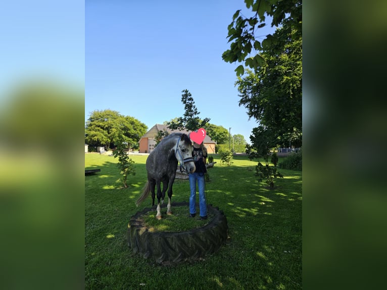 Welsh-B Wallach 6 Jahre 139 cm Schimmel in Süderlügum