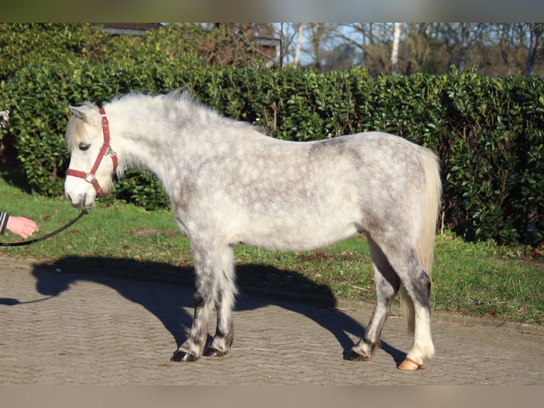 Welsh-B Wallach 7 Jahre 110 cm Schimmel in Selsingen