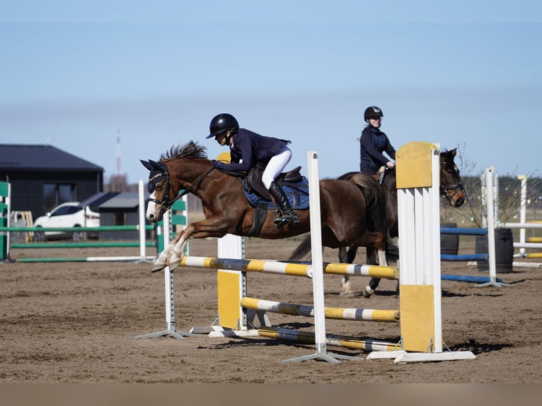 Welsh-B Wallach 7 Jahre 125 cm Dunkelfuchs in Riga
