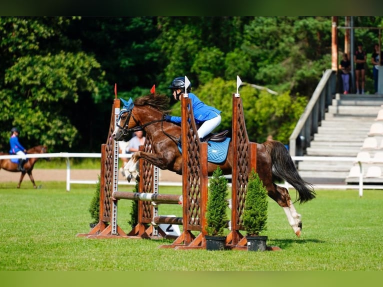 Welsh-B Wallach 7 Jahre 125 cm Dunkelfuchs in Riga