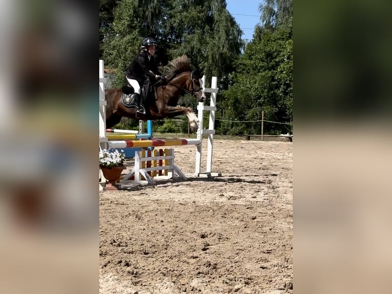 Welsh-B Wallach 7 Jahre 125 cm Dunkelfuchs in Riga