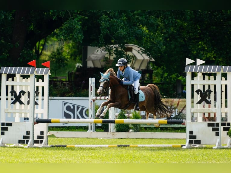 Welsh-B Wallach 7 Jahre 125 cm Dunkelfuchs in Riga