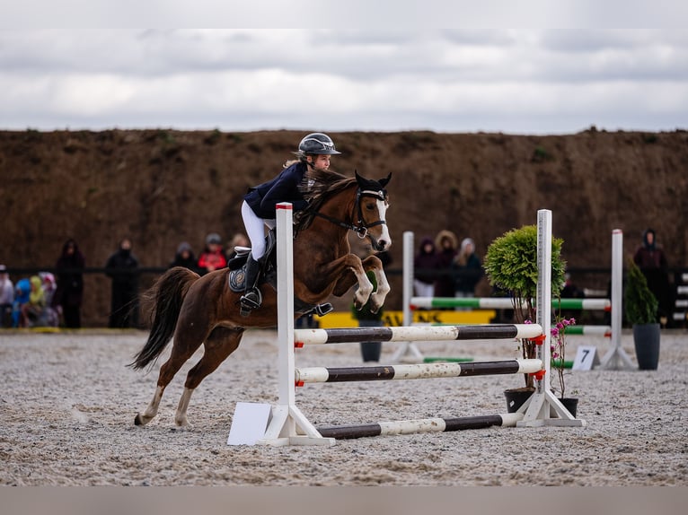 Welsh-B Wallach 7 Jahre 126 cm Dunkelfuchs in Riga