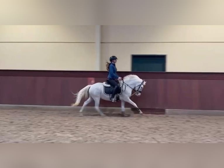 Welsh-B Wallach 7 Jahre 128 cm Schimmel in Elvange