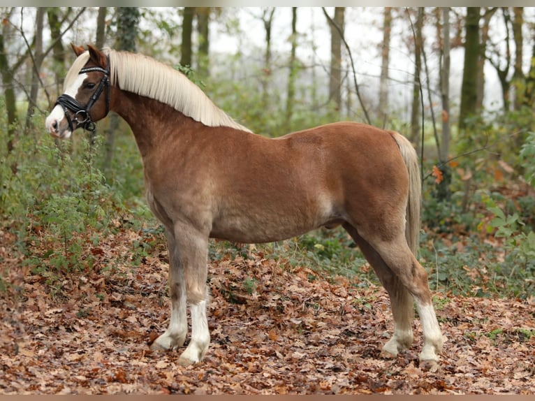 Welsh-B Wallach 7 Jahre 132 cm Fuchs in Aalten