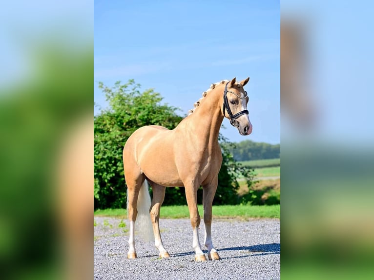 Welsh-B Wallach 7 Jahre 136 cm Palomino in Szabadszállás