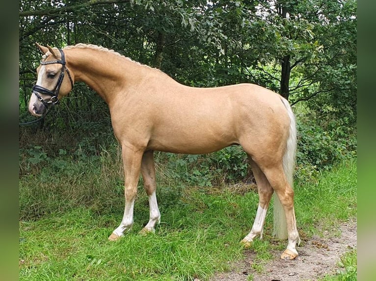 Welsh-B Wallach 7 Jahre 136 cm Palomino in Szabadszállás