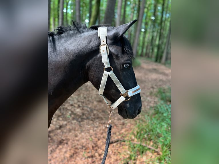 Welsh-B Mix Wallach 7 Jahre 137 cm Rappe in GaienhofenGaienhofen