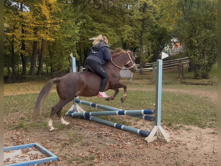 Welsh-B Wallach 7 Jahre 140 cm Dunkelfuchs in Aichach