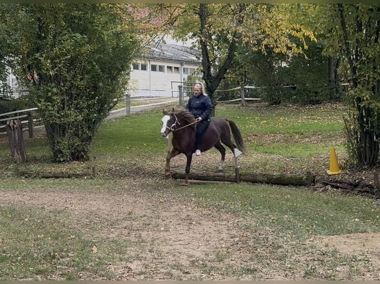 Welsh-B Wallach 7 Jahre 140 cm Dunkelfuchs in Aichach