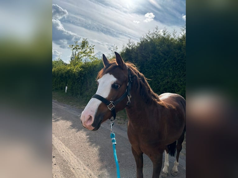 Welsh-B Wallach 7 Jahre Dunkelfuchs in Veghel