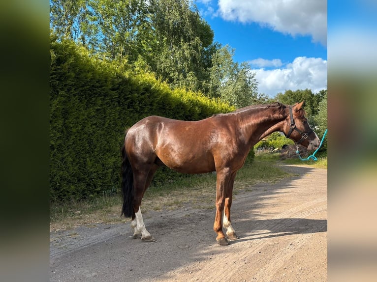 Welsh-B Wallach 7 Jahre Dunkelfuchs in Veghel