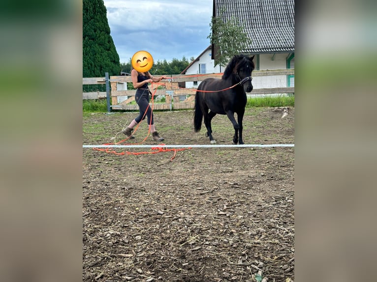 Welsh-B Mix Wallach 8 Jahre 115 cm Rappe in Wald