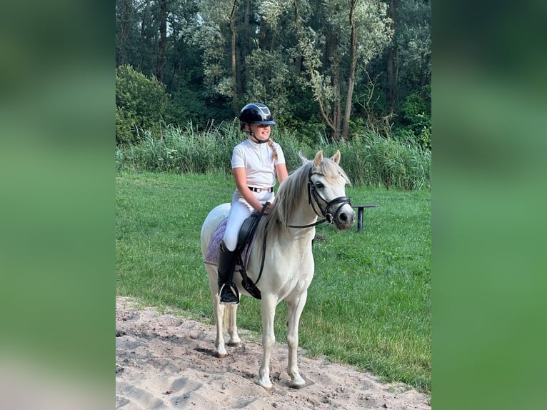 Welsh-B Wallach 8 Jahre 120 cm Schimmel in Zoetermeer
