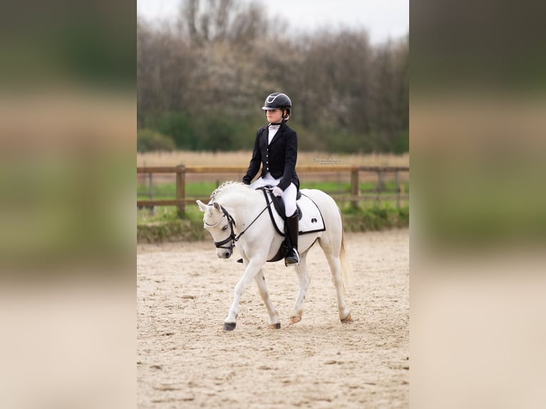 Welsh-B Wallach 8 Jahre 120 cm White in Zoetermeer