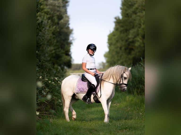 Welsh-B Wallach 8 Jahre 120 cm White in Zoetermeer
