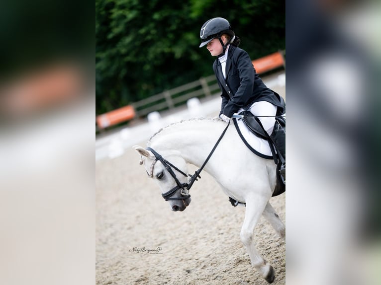 Welsh-B Wallach 8 Jahre 120 cm White in Zoetermeer