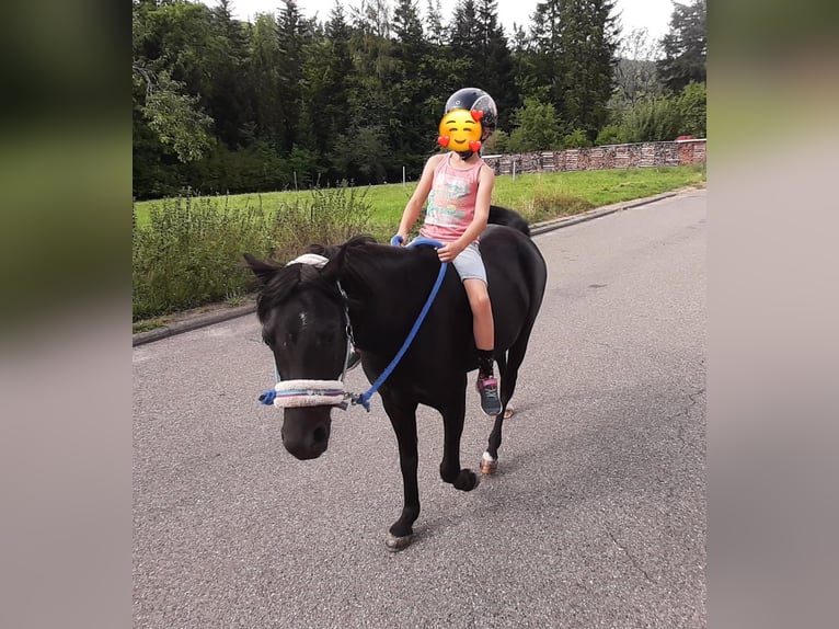 Welsh-B Wallach 8 Jahre 124 cm Rappe in LauterbachLauterbach
