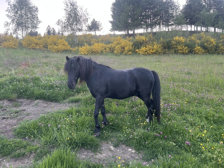 Welsh-B Wallach 8 Jahre 124 cm Rappe in LauterbachLauterbach